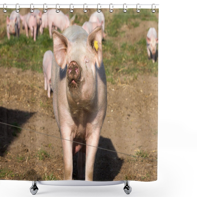 Personality  Breeding Sow With Her Piglets In Free Range Shower Curtains