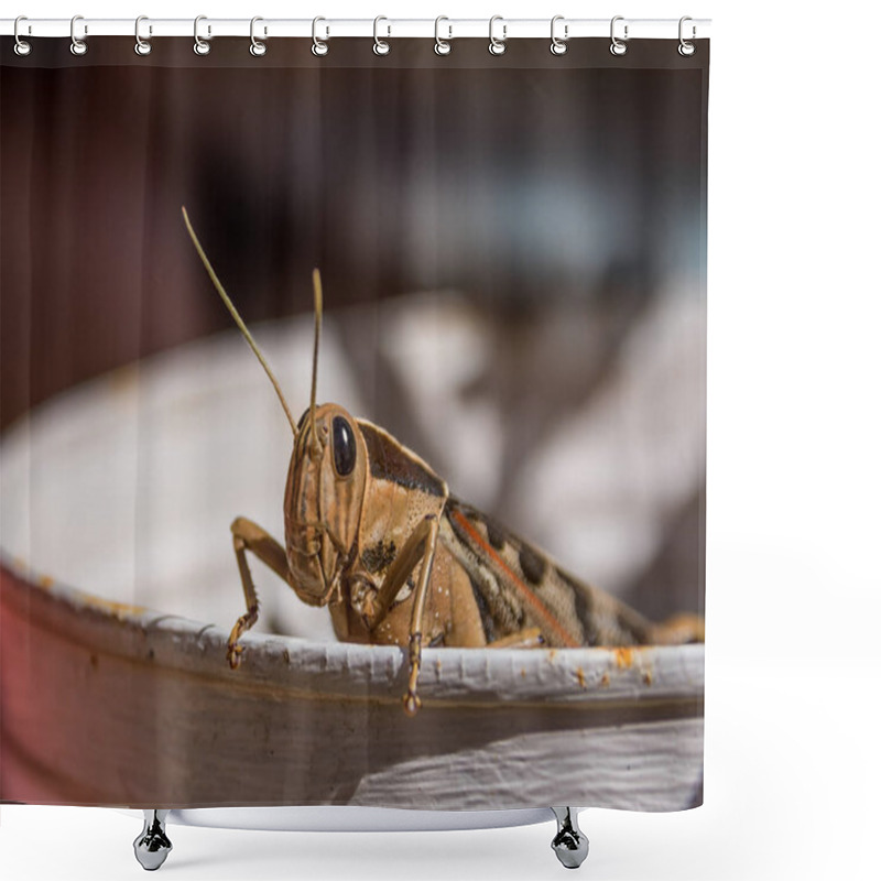 Personality  Close Up Of Garden Locust In Southern Africa Shower Curtains