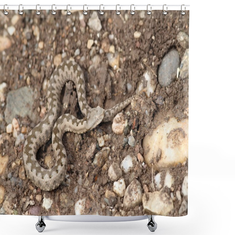 Personality  Small Vipera Ammodytes Shower Curtains