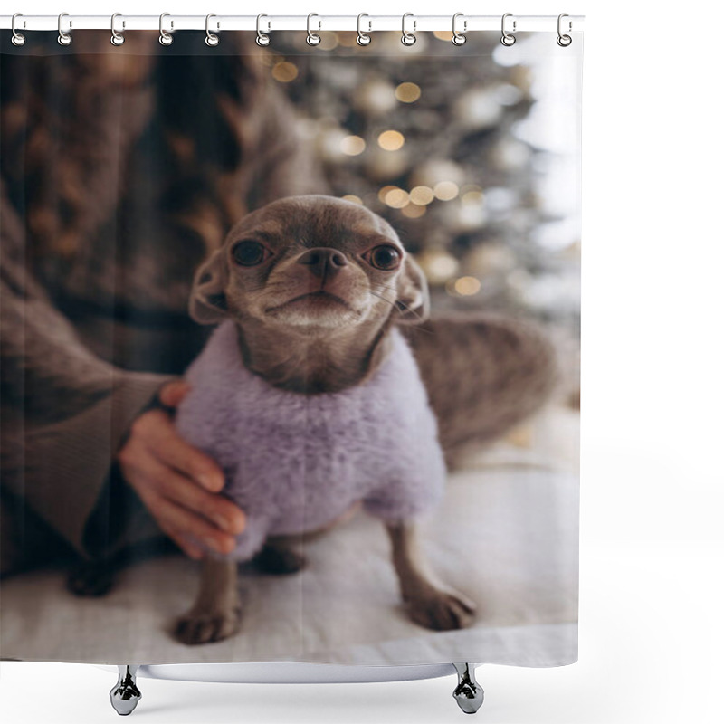 Personality  A Small Chihuahua Wearing A Soft Purple Outfit Sitting On A White Sofa In A Cozy Living Room. A Decorated Christmas Tree And Holiday Lights In The Background. Perfect For Holiday, Pet, And Cozy-themed Shower Curtains