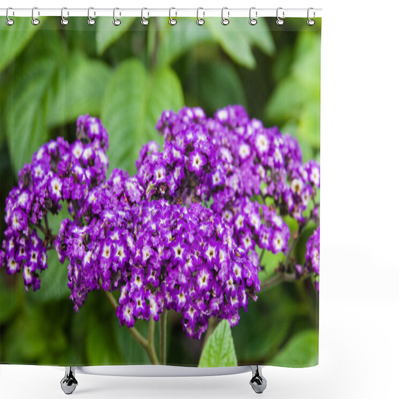 Personality  Heliotrope Flowers With Green Leaves Shower Curtains