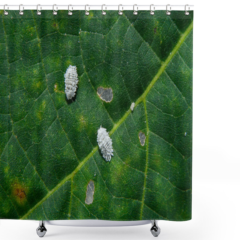 Personality  Close Up Of Pseudococcidae On Green Leaf. Shower Curtains