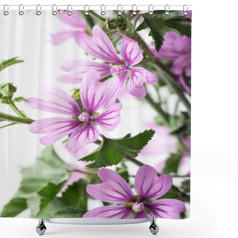 Personality  Malva Sylvestris Flowers.  Common Mallow (Malva Sylvestris) Flowers. Wild Mallow Malva Sylvestris On The White Background. Shower Curtains