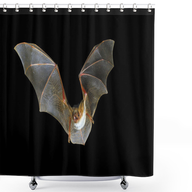 Personality  Flying Bat With Black Background, Myotis Myotis Shower Curtains