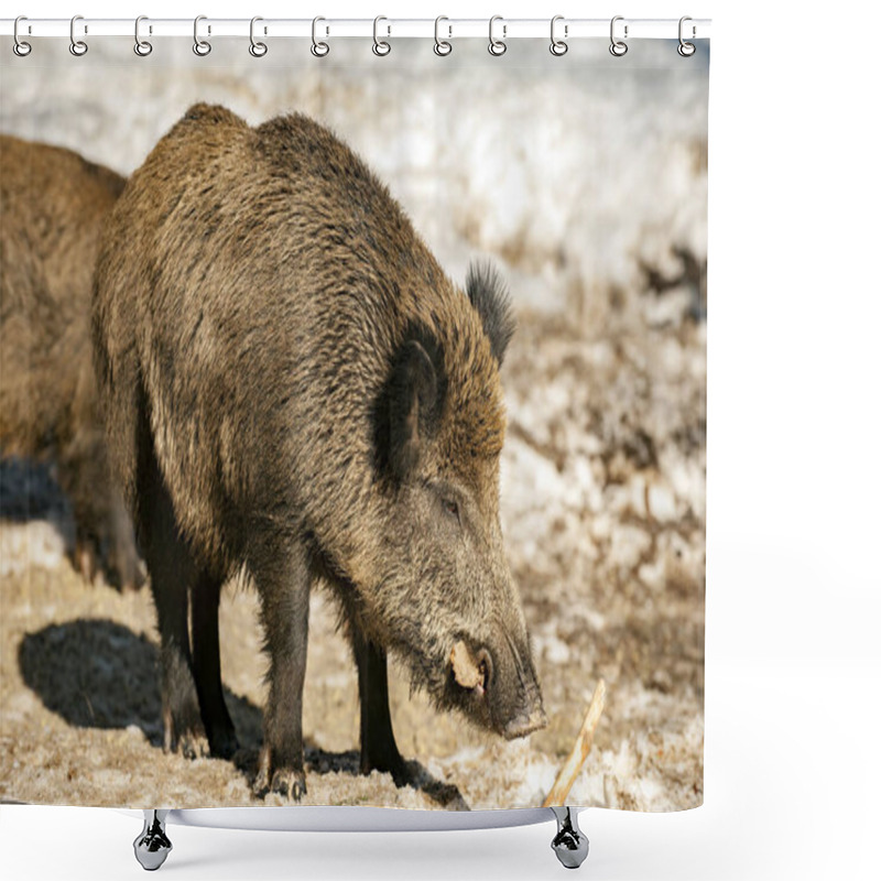 Personality  Wild Boar Pork Mouth While Eating Shower Curtains