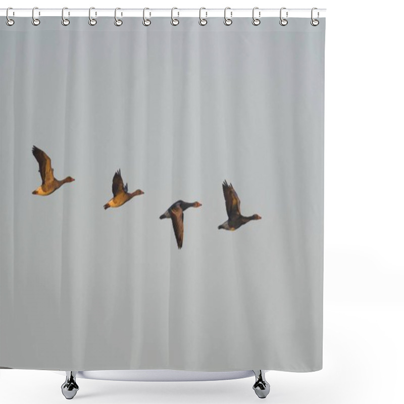 Personality  Greylag Geese (Anser Anser), Group, Flying, Emsland, Lower Saxony, Germany, Europe Shower Curtains