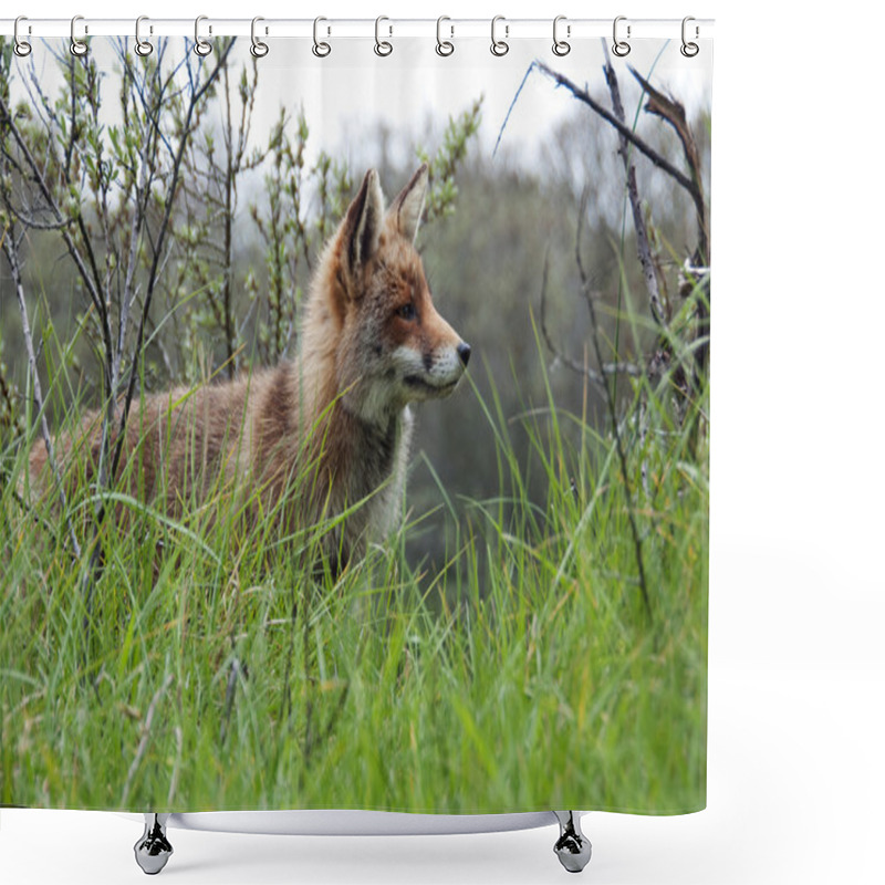 Personality  Red Wild Fox Shower Curtains