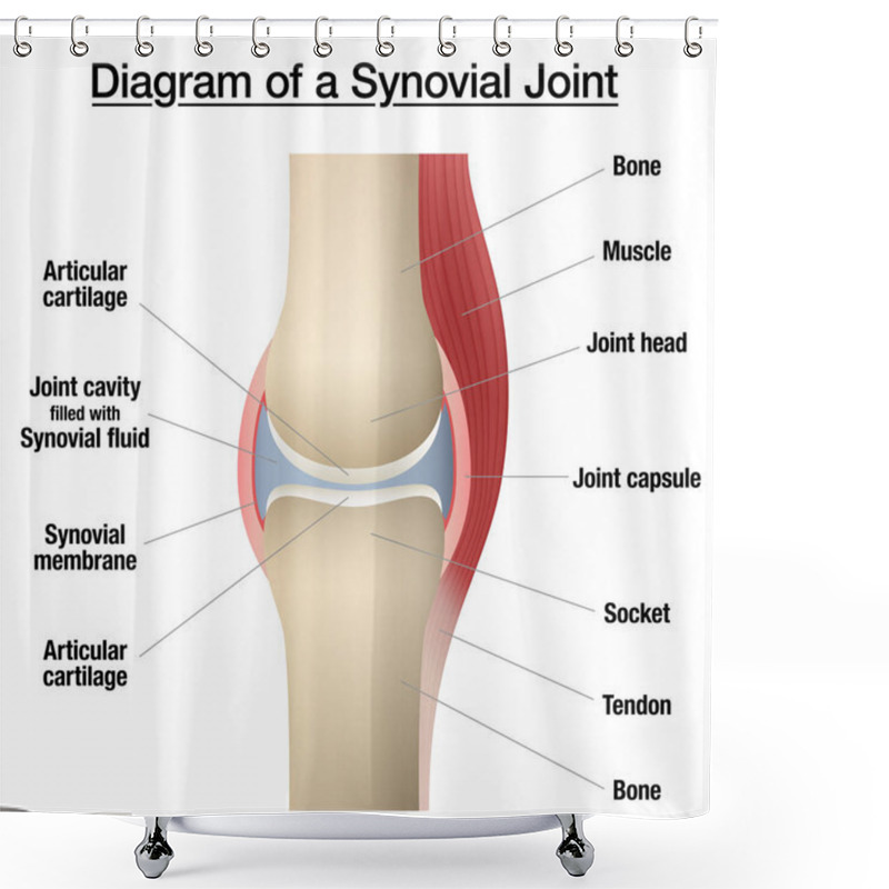 Personality  Synovial Joint Chart. Labeled Anatomy Infographic With Two Bones, Articular Cartilage, Joint Cavity, Synovial Fluid, Muscle And Tendon. Isolated Vector Illustration On White. Shower Curtains