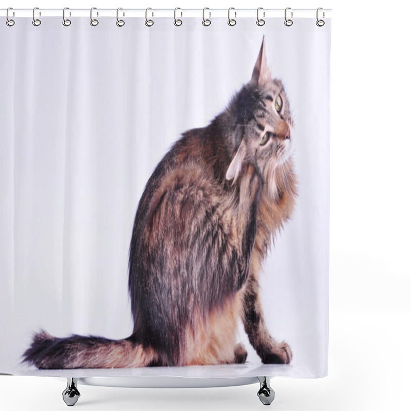 Personality  Beautiful Gray Pregnant Cat Scratching Her Ear Shower Curtains