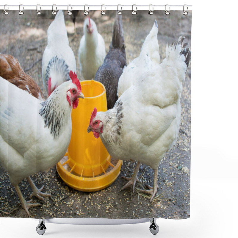 Personality  White Chickens, Farm Birds Eat Food From A Special Feeder. High-quality Birds. House Of Eco-friendly Economy. Raising Birds For Meat. Birds In The Open Air. Close-up Photo. Shower Curtains