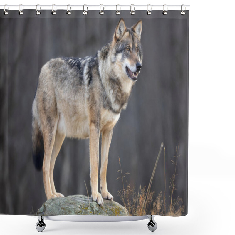 Personality  Large Male Grey Wolf Standing On A Rock In The Forest Observing And Looking For Prey. Wolf In Profile. Shower Curtains