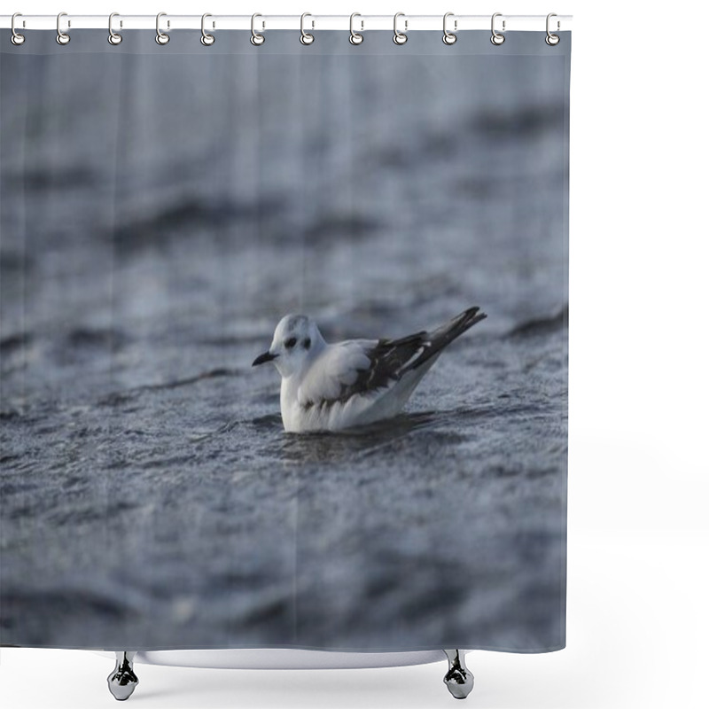 Personality  Juvenile Little Gull, Hydrocoloeus Minutus, Larus Minutus, Shower Curtains