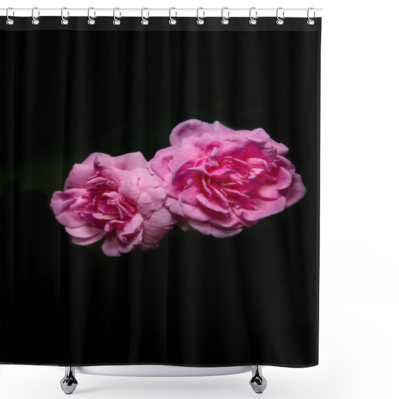 Personality  Pink Roses Blooming On A Dark Background Shower Curtains