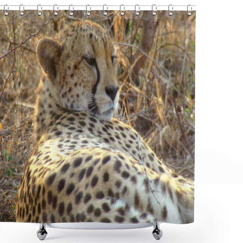 Personality  Close-up Of A Resting Cheetah Lying On Dry Grass With Its Head Turned, Spotted Fur Illuminated By Warm Natural Light In The Phinda Game Reserve, South Africa Shower Curtains