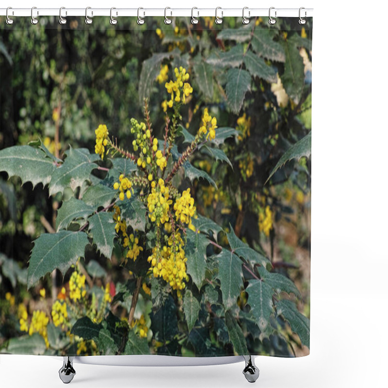 Personality  Plant Of Oregon Grape Charity In Blooming, Mahonia X Media Charity Shower Curtains