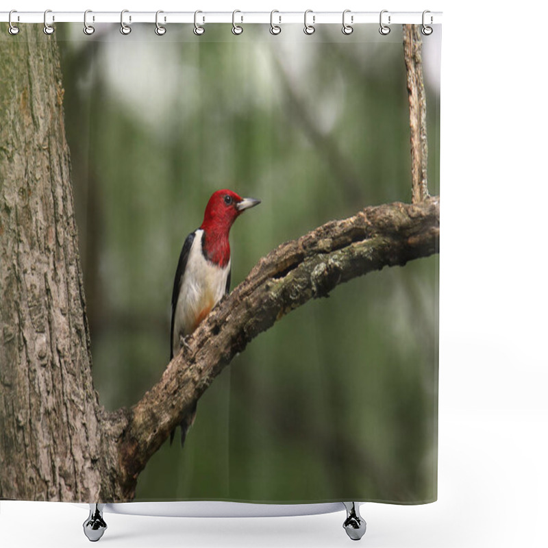 Personality  Red-headed Woodpecker (melanerpes Erythrocephalus) Shower Curtains