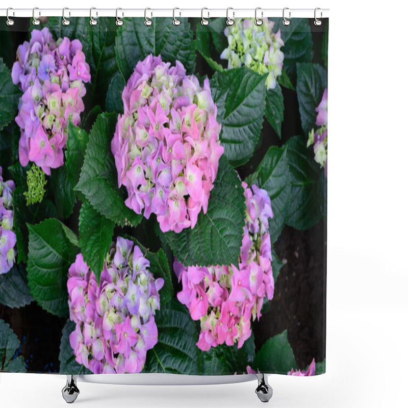 Personality  Blooming Hydrangeas Flowers In The Garden At Chiang Mai, Thailand Shower Curtains