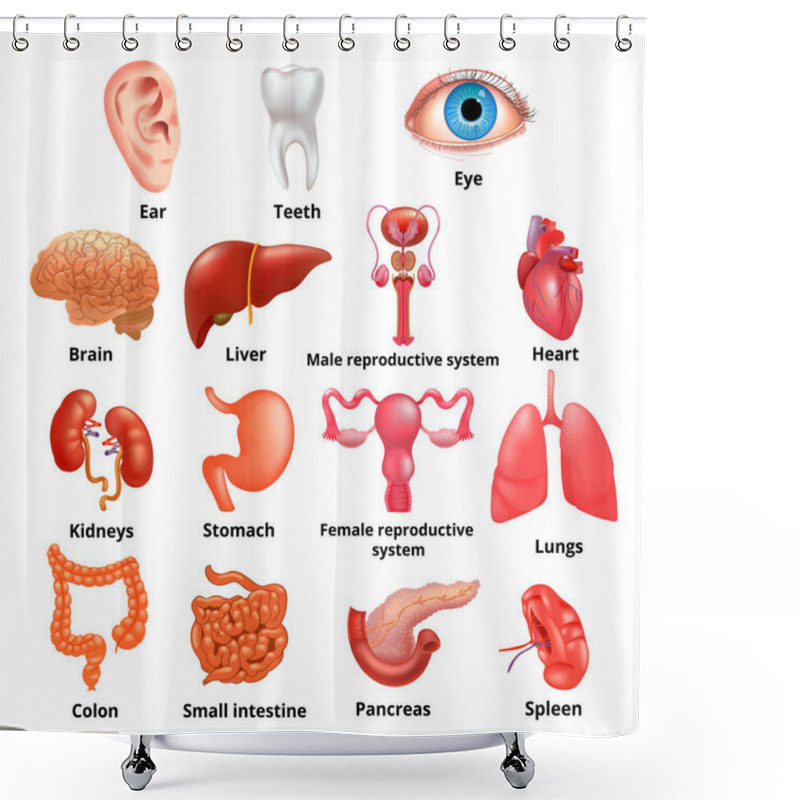 Personality  Vector Internal Organs Icon Set Shower Curtains