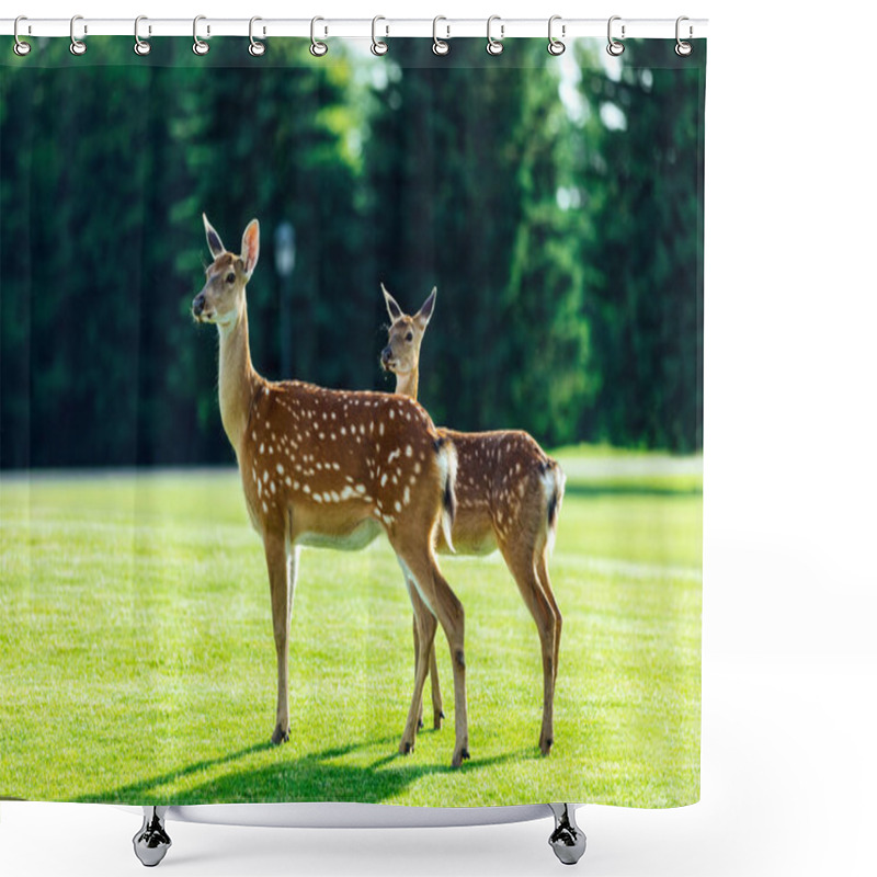 Personality  Beautiful Deer In Park Shower Curtains