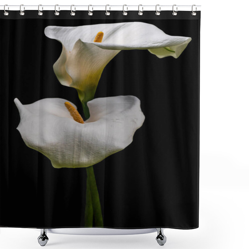 Personality  White Calla Lilly Flower Isolated On Black Background. Copy Space. Shower Curtains