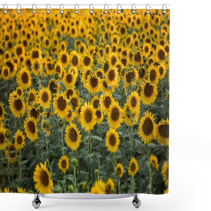 Personality  Sunflowers Field Near Arles  In Provence, France Shower Curtains