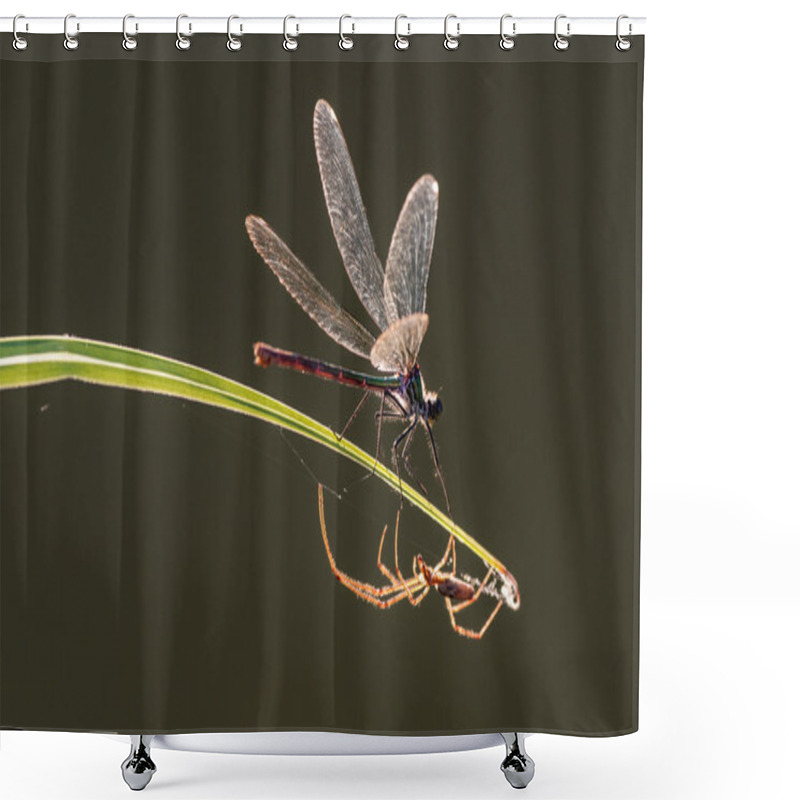 Personality  Spider And Dragonfly On A Blade Of Grass Shower Curtains