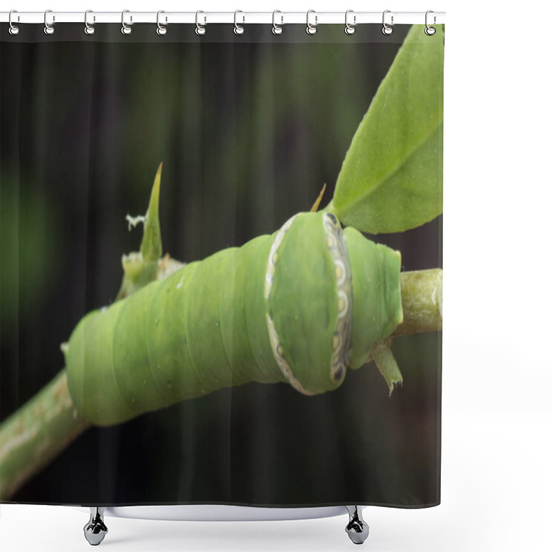 Personality  Lemon Tree Papilio Polytes Caterpillar Shower Curtains