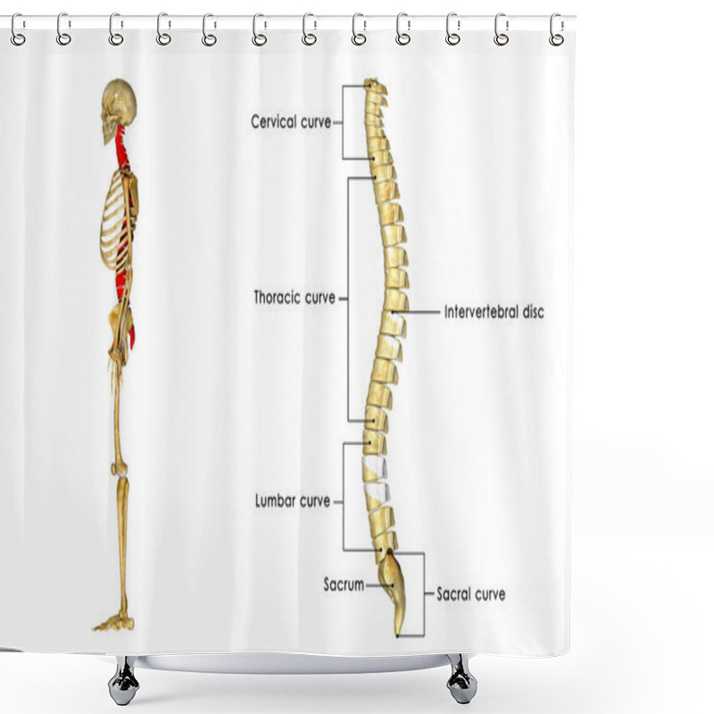 Personality  Spinal Cord Shower Curtains