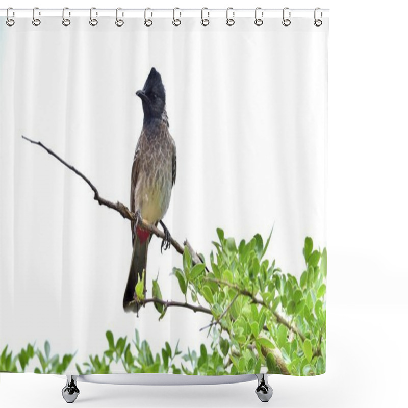 Personality  Bird On The Branch Of Tree Shower Curtains