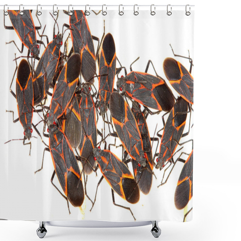 Personality  Boxelder Bugs (Boisea Trivittata) In Illinois Shower Curtains