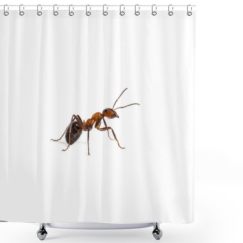 Personality  European Red Wood Ant, Formica Polyctena, Isolated On White Shower Curtains