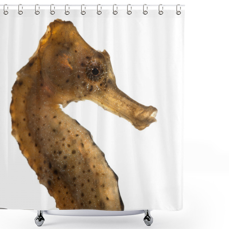 Personality  Longsnout Seahorse Or Slender Seahorse, Hippocampus Reidi Yellowish, In Front Of White Background Shower Curtains