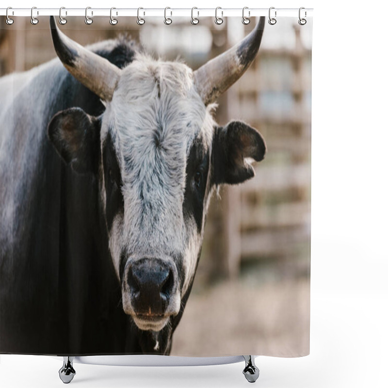 Personality  Close Up View Of Domesticated Bull At Zoo Shower Curtains