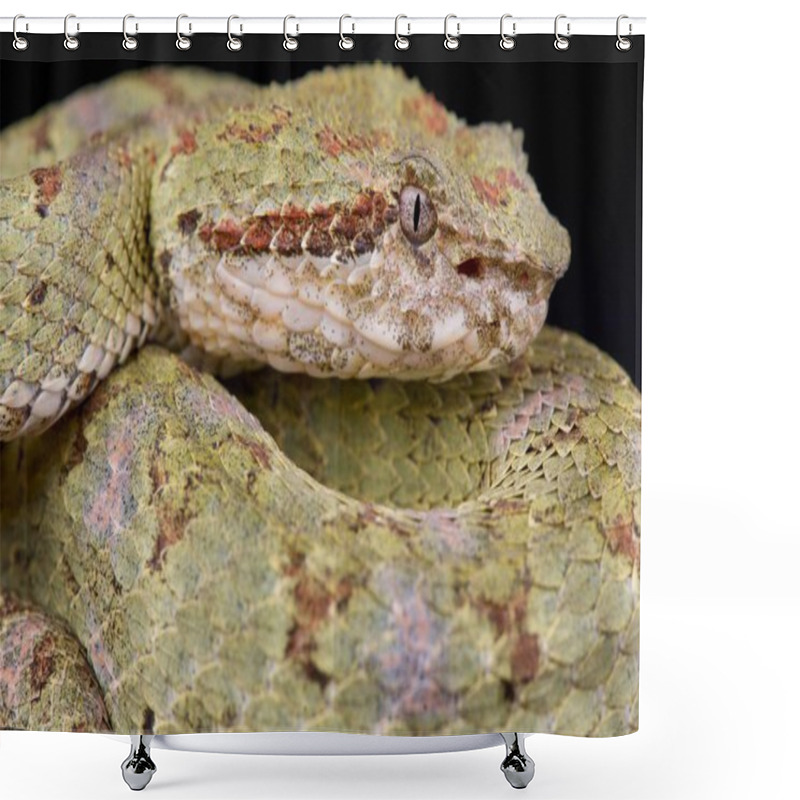 Personality  Palm Viper (Bothriechis Schlegelii) Shower Curtains