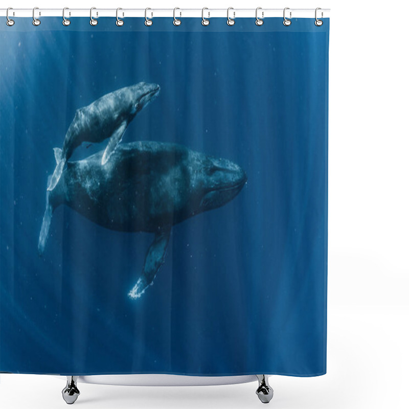 Personality  Humpback Whale Inhabiting Okinawa Shower Curtains