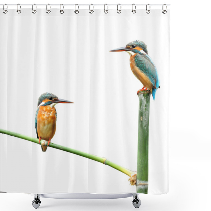 Personality  Kingfisher Bird Shower Curtains