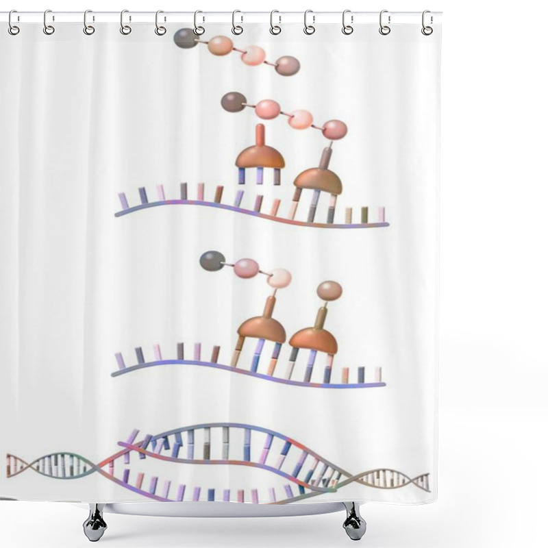 Personality  Peptide Synthesis: Synthesis By Ribosomes Of Amino Acids From Messenger RNA. Shower Curtains