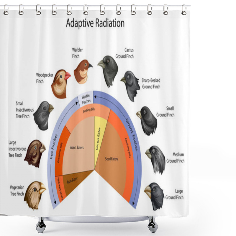 Personality  Education Chart Of Biology For Adaptive Radiation Of Galapagos Finches Diagram Shower Curtains