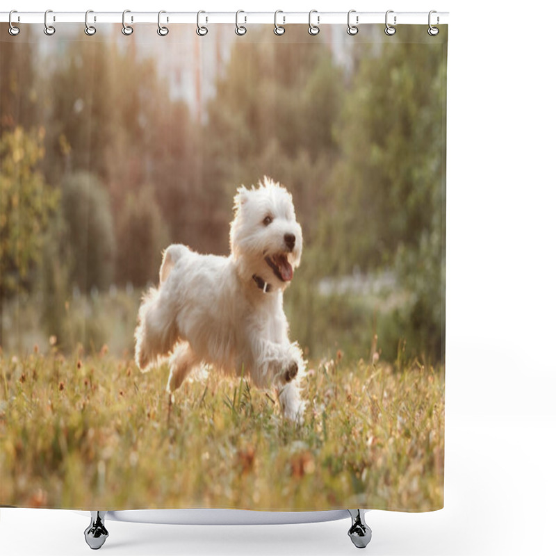 Personality  Portrait Of One West Highland White Terrier In The Park Shower Curtains