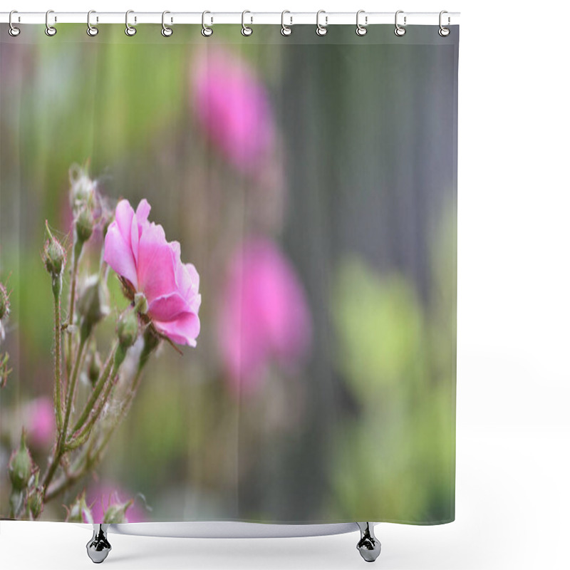 Personality  Veilchenblau, Rose Flower. Pink Roses On A Bush In The Garden, Close-up. Flowering English Rosa Climbing Rose Bush. In The Garden In The Flower Bed. Spring Time, Delicate Summer Flower. Close-up Shower Curtains