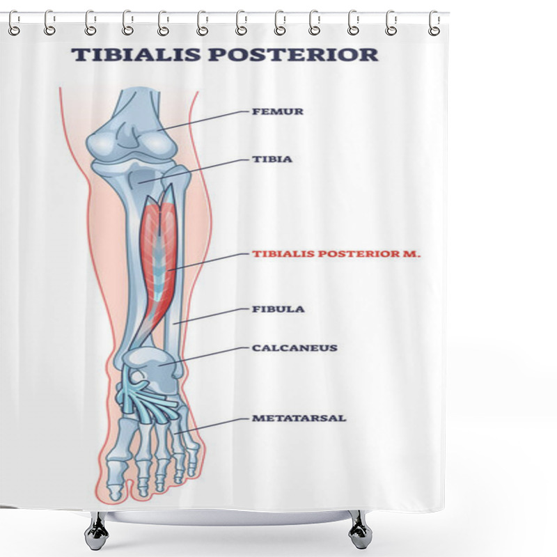 Personality  Tibialis Posterior Muscle With Human Leg Skeletal Structure Outline Diagram Shower Curtains