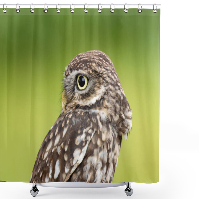 Personality  The Little Night Owl (Athene Noctua) Feeds On Insects, Small Mammals, And Birds. Photo Taken In Italy. Shower Curtains