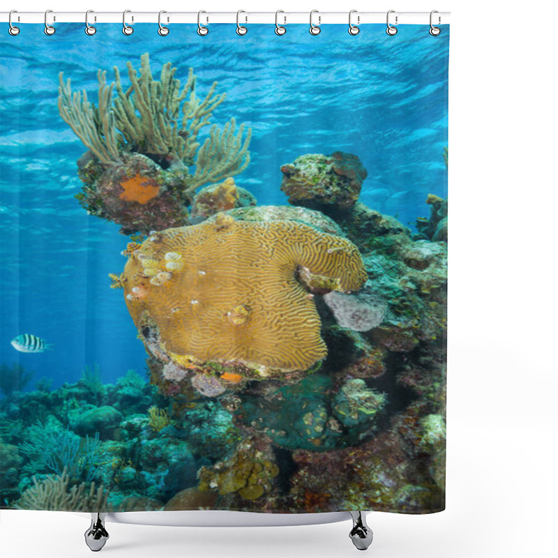 Personality  Beautiful Coral Garden In The Bay Of Pigs Shower Curtains