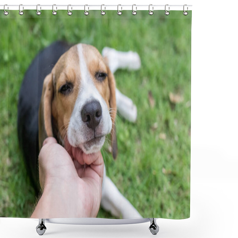 Personality  Cute Puppy Beagle Dog On A Natural Green Background. Tropical Island Bali, Indonesia. Shower Curtains