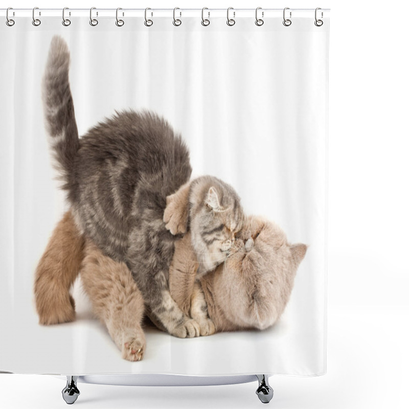 Personality  Cats Kissing. Shower Curtains