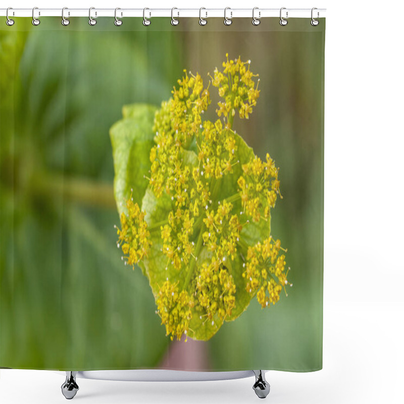 Personality  Smyrnium Perfoliatum Subspecies Rotundifolium, Round-leaved Alexanders, Horse Parsley, Euphorbia-like Biennial That Will Seed About. Lime-green Flowers During Late Spring. Shower Curtains