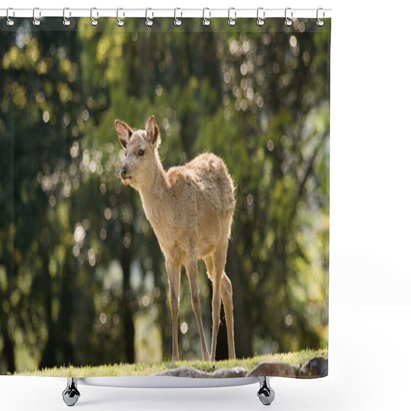 Personality  Nara Deer Shower Curtains