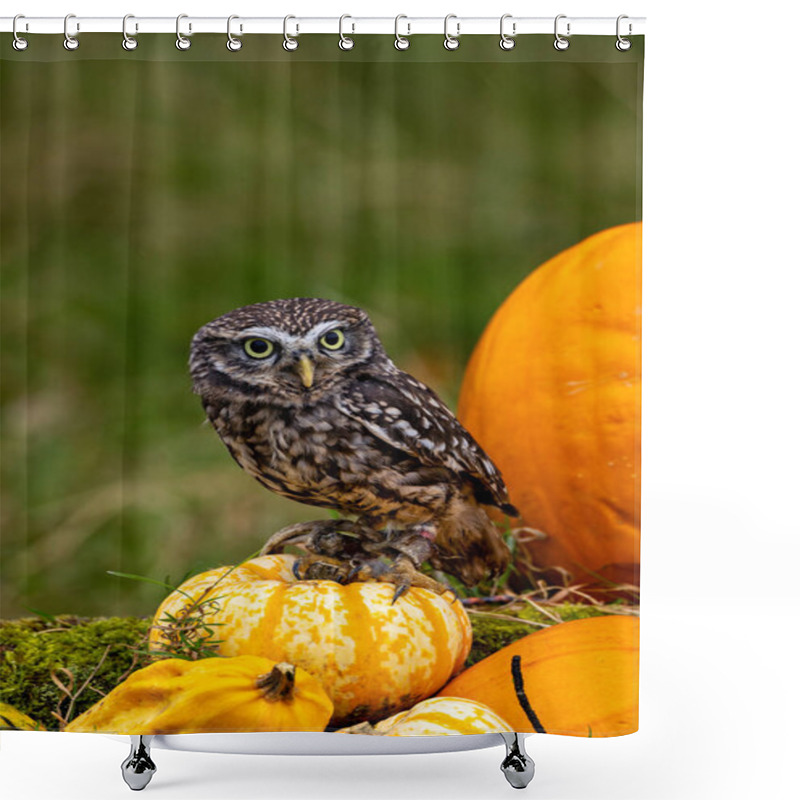 Personality  The Little Night Owl (Athene Noctua) Feeds On Insects, Small Mammals, And Birds. Photo Taken In Italy. Shower Curtains