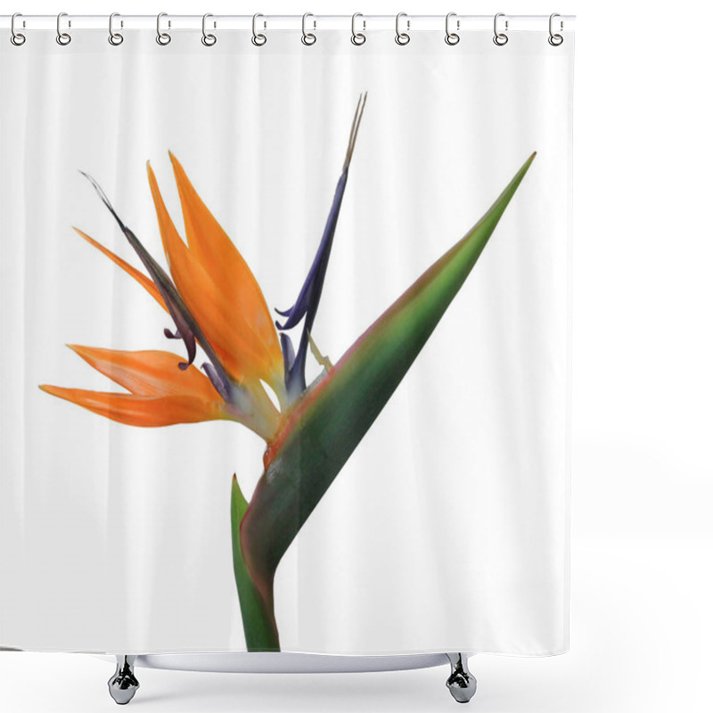 Personality  Exotic Tropical Flower Of Strelitzia Reginae Or Bird Of Paradise Isolated On White Shower Curtains