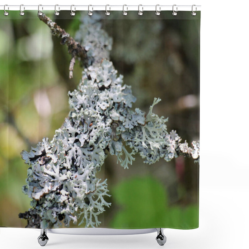 Personality  Lichen Evernia Prunastri From The Genus Evernia Of The Family Parmeliaceae (Parmeliaceae) Grows In The Wild Shower Curtains